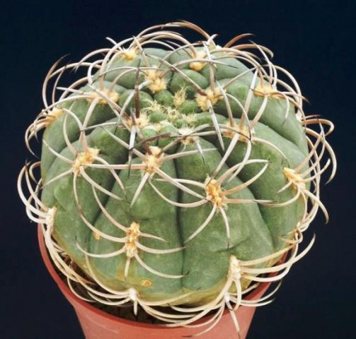 Gymnocalycium_tilianum